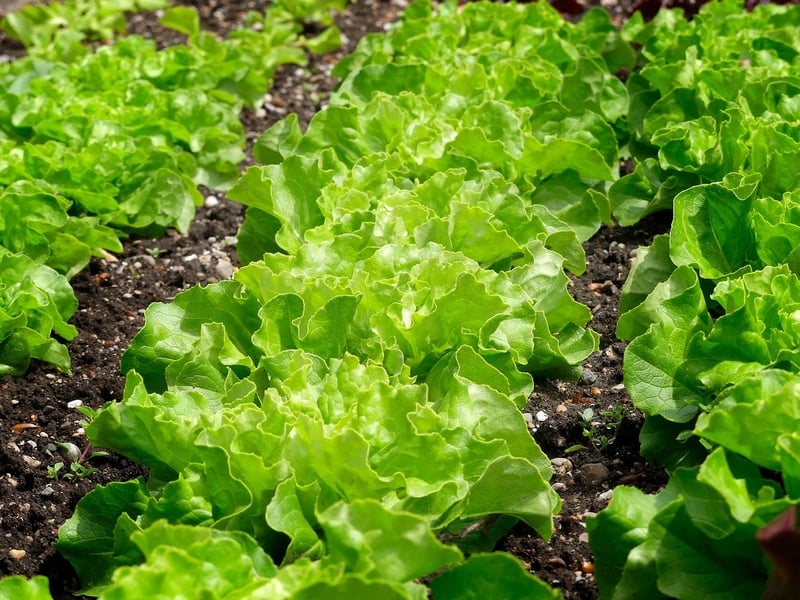 Leafy Greens